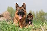 BERGER ALLEMAND 1354